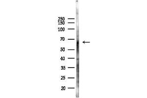anti-PWWP Domain Containing 2A (PWWP2A) antibody