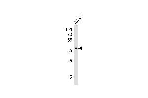 Western blot analysis of lysate from A431 cell line, using MUL1 Antibody (Center) (ABIN6244174 and ABIN6577579). (MUL1 antibody  (AA 176-210))