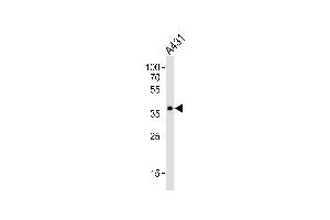 Western blot analysis of lysate from A431 cell line, using MUL1 Antibody (Center) (ABIN6244174 and ABIN6577579). (MUL1 antibody  (AA 176-210))