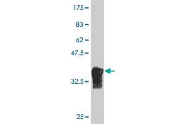 NOC3L antibody  (AA 702-800)