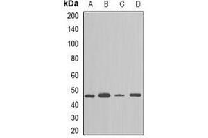Western blot analysis of NAP1L1 expression in TH29 (A), SKOV3 (B), NIH3T3 (C), mouse spleen (D) whole cell lysates. (NAP1L1 antibody)