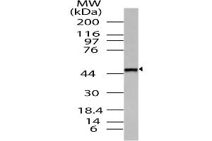 Image no. 1 for anti-Thyrotropin-Releasing Hormone Receptor (TRHR) (AA 180-398) antibody (ABIN5027593) (TRHR antibody  (AA 180-398))