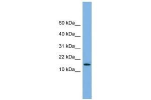 WB Suggested Anti-SPA17 Antibody Titration: 0.