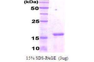 SDS-PAGE (SDS) image for CCAAT/enhancer Binding Protein (C/EBP), gamma (CEBPG) (AA 39-147) protein (His tag) (ABIN666624) (CEBPG Protein (AA 39-147) (His tag))