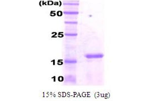 CEBPG Protein (AA 39-147) (His tag)