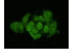 Immunocytochemistry (ICC) image for anti-Geminin, DNA Replication Inhibitor (GMNN) antibody (ABIN1843722) (Geminin antibody)