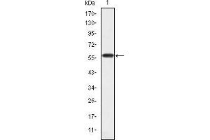 Western blot analysis using CRKL mAb against human CRKL (AA: 100-303) recombinant protein.