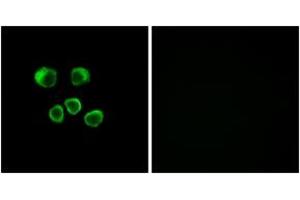 Immunofluorescence (IF) image for anti-Olfactory Receptor, Family 8, Subfamily U, Member 1 (OR8U1) (AA 158-207) antibody (ABIN2891060) (OR8U1 antibody  (AA 158-207))