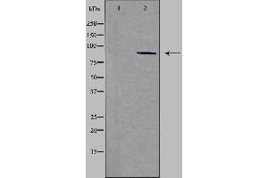 Western blot analysis of extracts from HepG2 cells using CDH15 antibody. (CDH15 antibody  (N-Term))