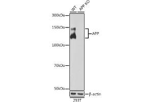 Western blot analysis of extracts from wild type (WT) and APP knockout (KO) 293T cells, using APP antibody (ABIN7265575) at 1:1000 dilution. (APP antibody)