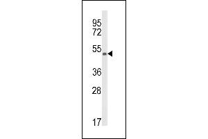 Western blot analysis of KMO Antibody (Center) (ABIN652604 and ABIN2842406) in CEM cell line lysates (35 μg/lane). (KMO antibody  (AA 155-182))