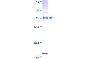 Image no. 1 for Transmembrane Protein 59 (TMEM59) (AA 1-300) protein (GST tag) (ABIN1323036)
