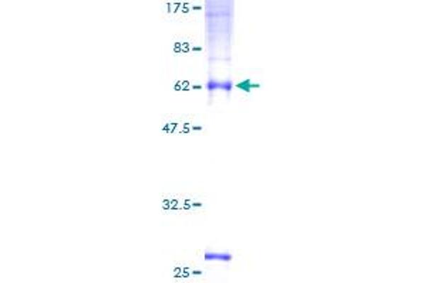 TMEM59 Protein (AA 1-300) (GST tag)
