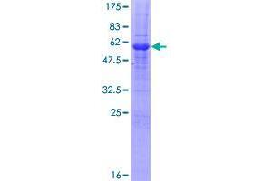 Syntaxin 12 Protein (STX12) (AA 1-276) (GST tag)