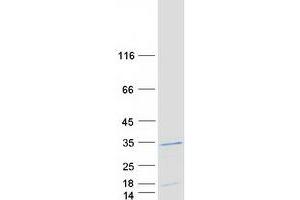 Validation with Western Blot (TAF9 Protein (Transcript Variant 2) (Myc-DYKDDDDK Tag))