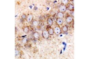 Immunohistochemical analysis of TMP21 staining in mouse brain formalin fixed paraffin embedded tissue section. (TMED10 antibody)