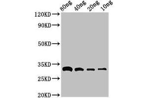 Western Blot Positive WB detected in Recombinant protein All lanes: bla antibody at 3 μg/mL Secondary Goat polyclonal to rabbit IgG at 1/50000 dilution Predicted band size: 33 kDa Observed band size: 33 kDa (Bla (AA 29-291) antibody)