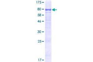 TMEM200A Protein (AA 1-491) (GST tag)