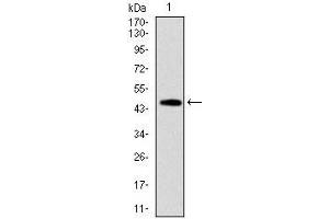 Western blot analysis using FAS mAb against human FAS (AA: 87-278) recombinant protein. (FAS antibody)