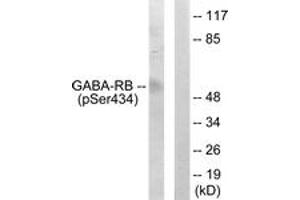 Western blot analysis of extracts from COS7 cells, using GABA-RB (Phospho-Ser434) Antibody.