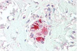 ABIN334447 (5µg/ml) staining of paraffin embedded Human Colon. (Neurturin antibody  (C-Term))