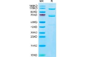 C3 Protein (AA 23-1663) (His tag)