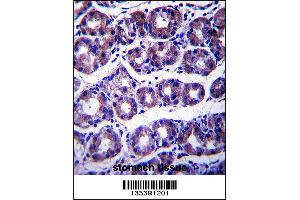SLC41A2 Antibody immunohistochemistry analysis in formalin fixed and paraffin embedded human stomach tissue followed by peroxidase conjugation of the secondary antibody and DAB staining. (SLC41A2 antibody  (N-Term))