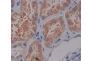 Figure. (DLG3 antibody  (AA 627-802))