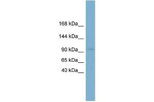 WB Suggested Anti-CLSTN1 Antibody Titration:  0. (Calsyntenin 1 antibody  (N-Term))