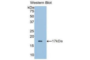 Western Blotting (WB) image for anti-Brain-Derived Neurotrophic Factor (BDNF) (AA 128-243) antibody (ABIN3209751) (BDNF antibody  (AA 128-243))
