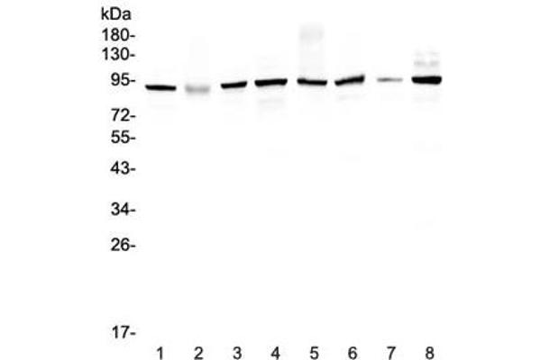 UBA2 anticorps
