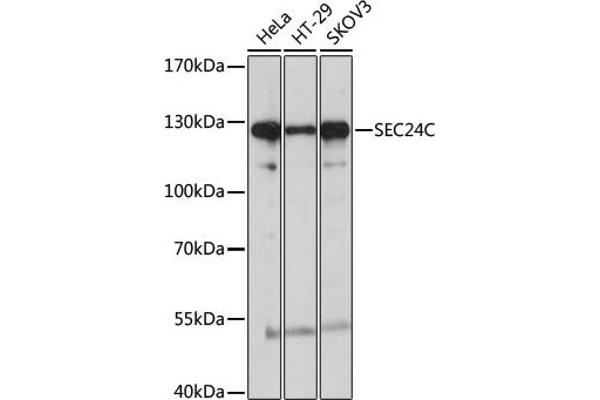 SEC24C antibody  (AA 915-1094)
