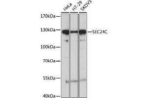 Western blot analysis of extracts of various cell lines, using SEC24C antibody (ABIN6133406, ABIN6147488, ABIN6147489 and ABIN6214985) at 1:1000 dilution.
