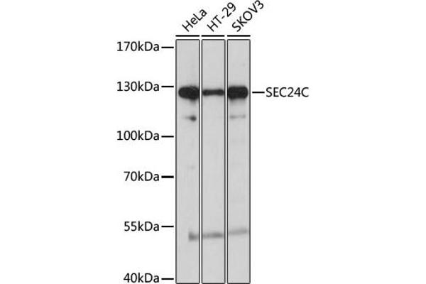 SEC24C Antikörper  (AA 915-1094)