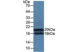 Western blot analysis of recombinant Mouse IL3Ra. (IL3RA antibody  (AA 167-331))