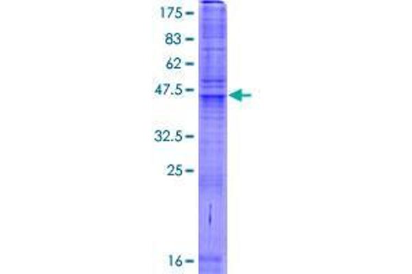 SLC35A3 Protein (AA 1-220) (GST tag)