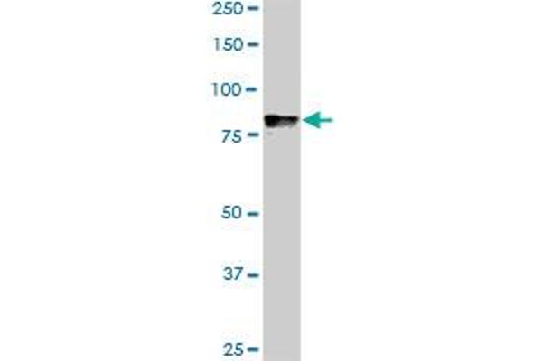 DYRK1A antibody  (AA 674-763)