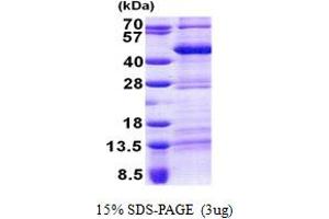 SDS-PAGE (SDS) image for Thyrotrophic Embryonic Factor (TEF) (AA 1-303) protein (His tag) (ABIN6387225) (TEF Protein (AA 1-303) (His tag))