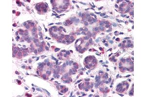 Anti-OSTC antibody IHC of human breast. (OSTC antibody  (N-Term))