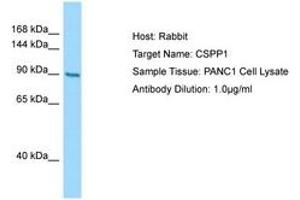 Image no. 1 for anti-Centrosome and Spindle Pole Associated Protein 1 (Cspp1) (AA 53-102) antibody (ABIN6750045) (CSPP1 antibody  (AA 53-102))