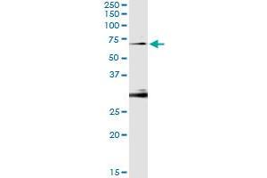 Immunoprecipitation of OXSR1 transfected lysate using anti-OXSR1 monoclonal antibody and Protein A Magnetic Bead , and immunoblotted with OXSR1 MaxPab rabbit polyclonal antibody. (OXSR1 antibody  (AA 351-450))