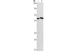 Western Blotting (WB) image for anti-Cholinergic Receptor, Nicotinic, alpha 2 (Neuronal) (CHRNA2) antibody (ABIN2432844) (CHRNA2 antibody)