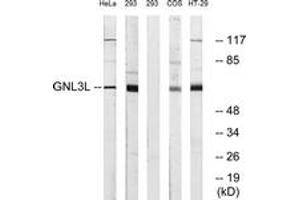 Western blot analysis of extracts from 293/HeLa/HT-29 cells, using GNL3L Antibody.