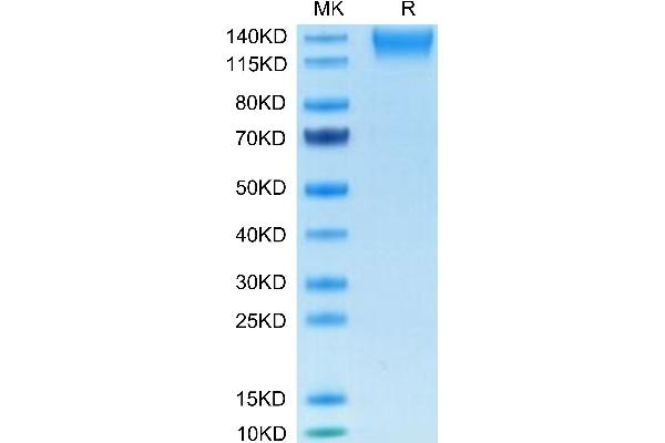 SEZ6L2 Protein (AA 28-844) (His tag)
