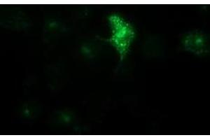 Anti-LGR5 mouse monoclonal antibody (ABIN2454613) immunofluorescent staining of COS7 cells transiently transfected by pCMV6-ENTRY LGR5 (RC212825). (LGR5 antibody  (AA 250-550))