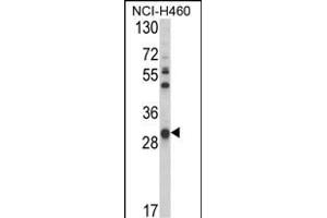 Western blot analysis of GSTO1 Antibody (Center) (ABIN389475 and ABIN2839537) in NCI- cell line lysates (35 μg/lane). (GSTO1 antibody  (AA 126-155))