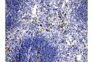 IHC testing of FFPE mouse spleen tissue with CASP8 antibody at 1ug/ml. (Caspase 8 antibody  (AA 410-449))