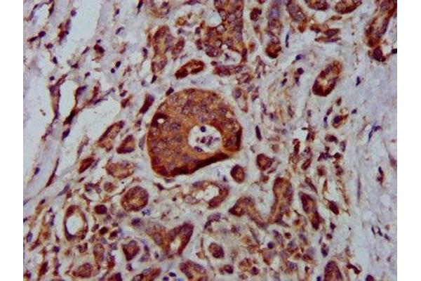 MTBP antibody  (AA 567-724)