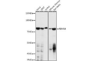 Western blot analysis of extracts of various cell lines, using RBM14 antibody (ABIN1682490, ABIN3018905, ABIN3018906, ABIN5664767 and ABIN6220620) at 1:1000 dilution.