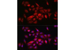 Immunofluorescence (IF) image for anti-Complement Decay-Accelerating Factor (CD55) (AA 40-300) antibody (ABIN3021785)